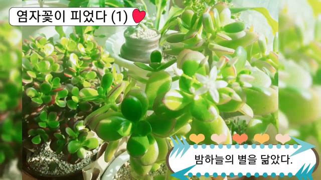 염자꽃이 피었다(1) [다육식물, 多肉植物, Succulent Plant, 감성힐링(Emotional Healing)]