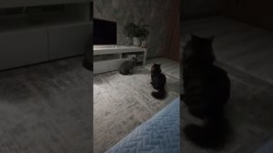 Мейн кун общается с британской кошкой