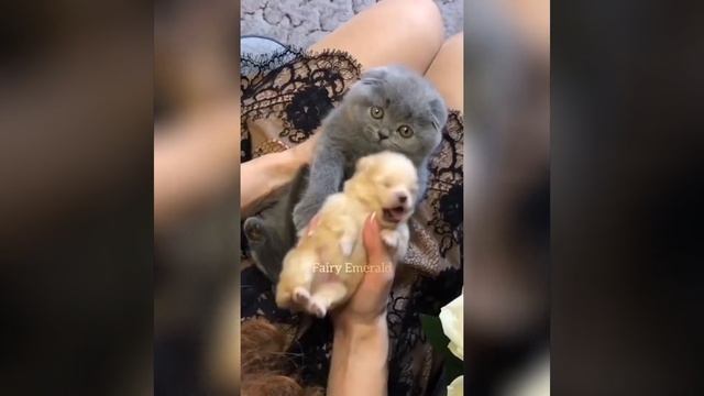 Ми-ми-ми. Котенок обнимает щенка. смотреть онлайн