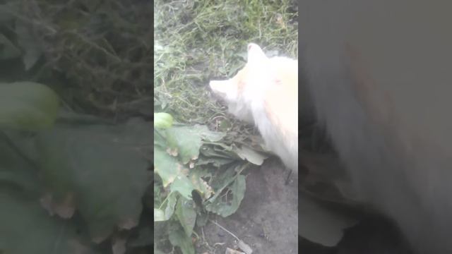 Мой кот Леопольд. смотреть онлайн