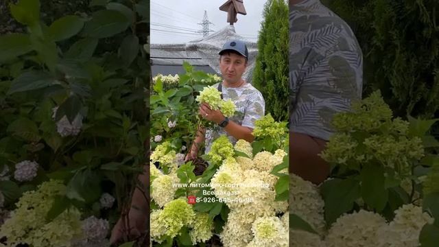 Мировой тренд сезона! Hydrangea paniculata ‘Frenne’ (?Skyfall) смотреть онлайн