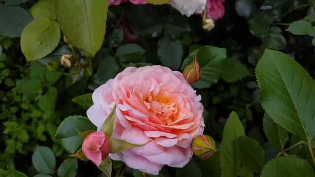 Elizabeth Stuart, Domaine de St Jean de Beauregard, Bouquet Parfait, Artemis, Charles de Nervaux смотреть онлайн