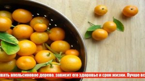 Как вырастить апельсины дома на подоконнике