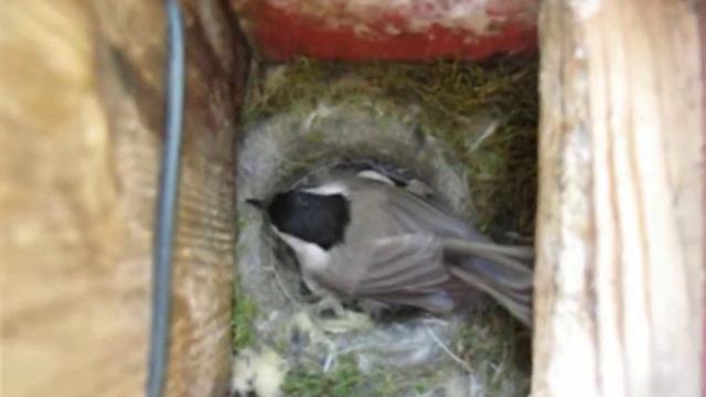 Irriterad entita смотреть онлайн