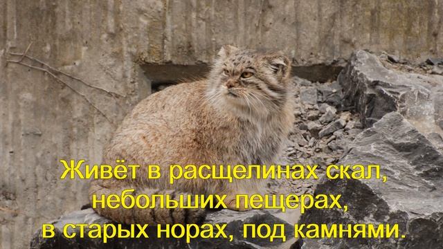 Манул.  Виды.