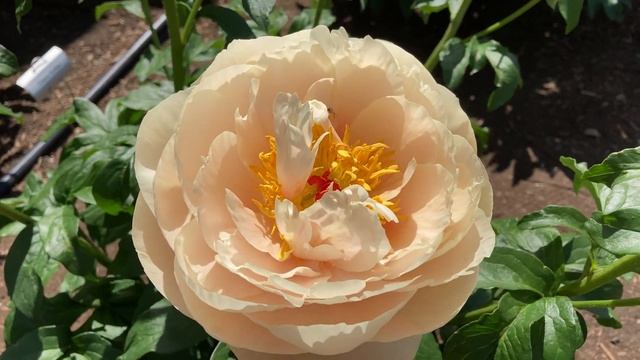 2021 Bloom Season - Pastelegance (Seidl, 1989) смотреть онлайн