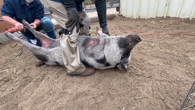 Pig Trimmings