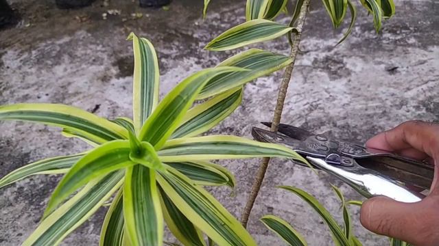 Songs of India/ Dracaena Reflexa Care in Hindi смотреть онлайн