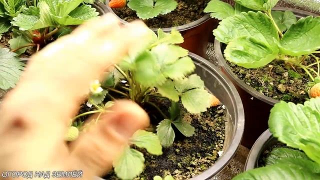 КЛУБНИКА ЗИМОЙ-2021.Выращивание клубники зимой.Клубника зимой под фитосветом. смотреть онлайн