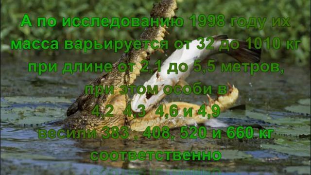 Белая акула против гребнистого крокодила! Кто сильнее! смотреть онлайн