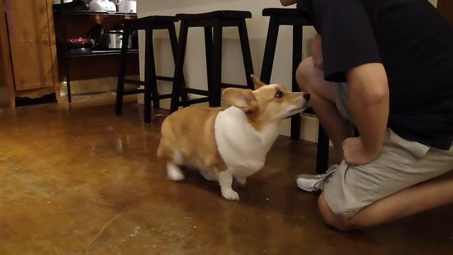 Corgi Balance смотреть онлайн