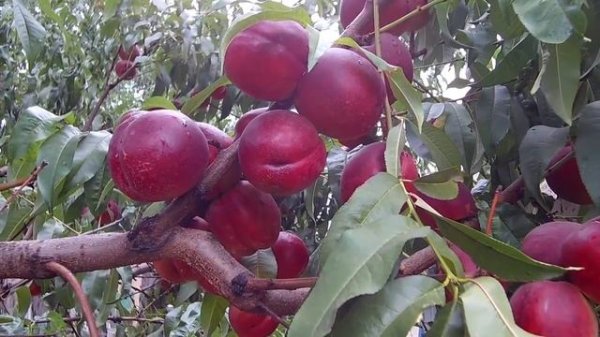 Тонкости выращивания нектарина