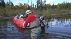 Таймени реки Учур (Якутия)