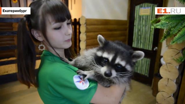 Енот Борис обживается в контактном зоопарке Екатеринбурга смотреть онлайн
