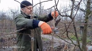 Как вести прививку дальше (на примере груши)