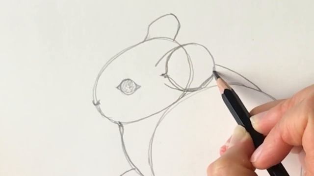 Beginners - how to draw a chinchilla смотреть онлайн