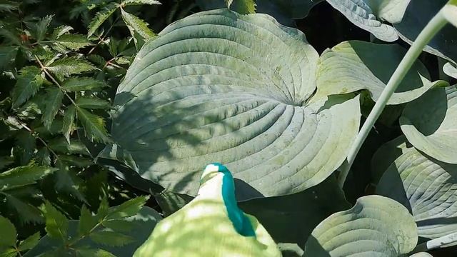 ХОСТА BLUE ANGEL (БЛЮ ЭНЖЛ). ГИГАНТСКАЯ ХОСТА С ГОЛУБЫМИ ЛИСТЬЯМИ.