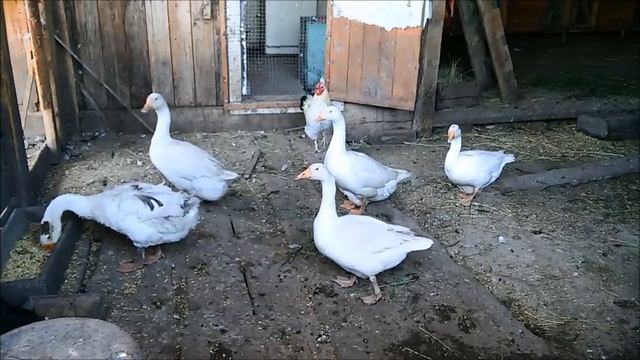 О гусях. Оплодотворение яиц. Инкубация в Блиц. смотреть онлайн