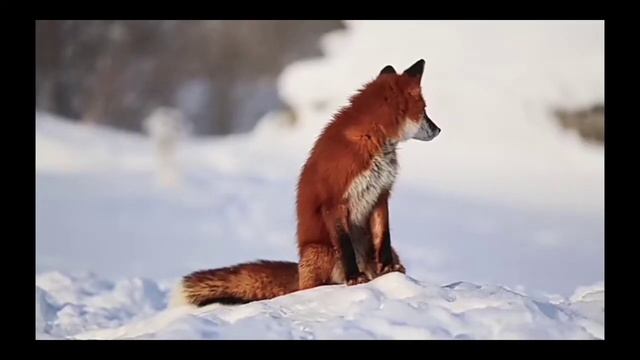 ИНТЕРЕСНЫЕ ФАКТЫ О ЛИСЕ смотреть онлайн