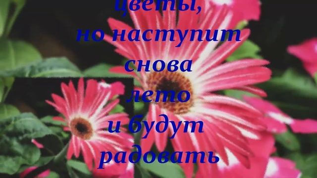 МНОГО ЦВЕТОВ НЕ БЫВАЕТ. смотреть онлайн