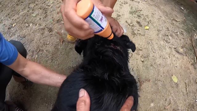Rottweiler Mun Ốm Nặng