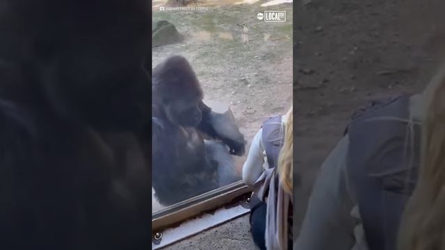 Zookeeper introduced newborn daughter to gorilla смотреть онлайн