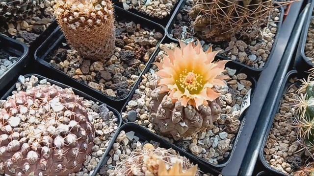 Кактусный рай...А у вас?Пишите комментарии... смотреть онлайн