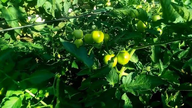 Мой огород! Июнь 2017 год.