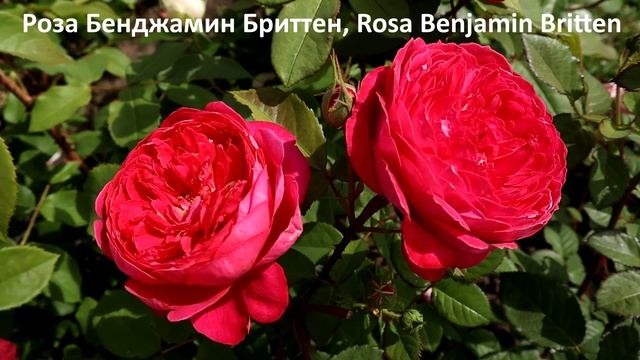 Розы Д.Остина - цветение лето 2022 год. Объемные цветки! смотреть онлайн