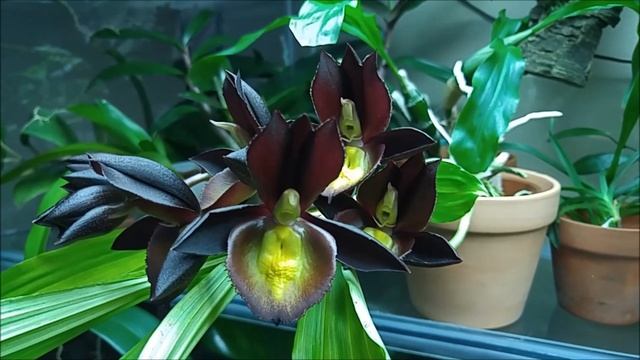 Catasetum Tenebrosum In Bloom