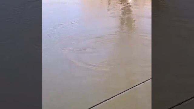 Где можно рыбачить в Астане, в Казахстане #рыбалкавесной #сразудва смотреть онлайн