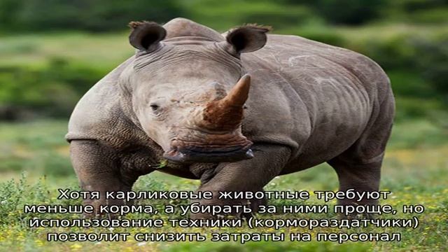 Особенности разведения миниатюрных лошадок смотреть онлайн