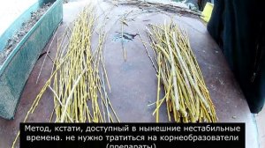 Ивовые ветки как укоренитель для будущих саженцев / Willow branches as a root for future seedlings