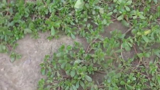 "Коврик"--- полезное растение или сорняк? смотреть онлайн