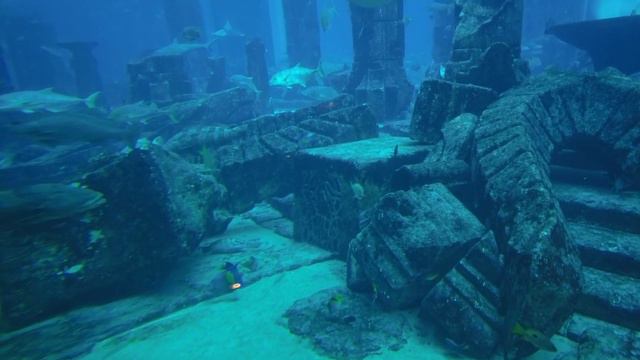 The Lost Chambres Aquarium I Atlantis the Palm I Dubai смотреть онлайн