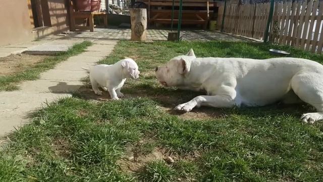 11 САМЫХ ОПАСНЫХ СОБАК В МИРЕ смотреть онлайн