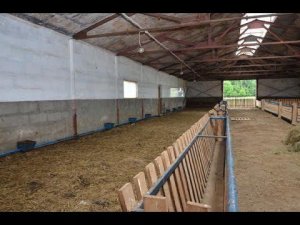 Содержание овец романовской породы.  Устройство овчарни. ООО Романовское