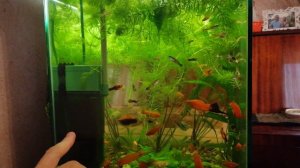 Мой аквариум 120 л. Фильтр Барбус. Как установить фильтр.