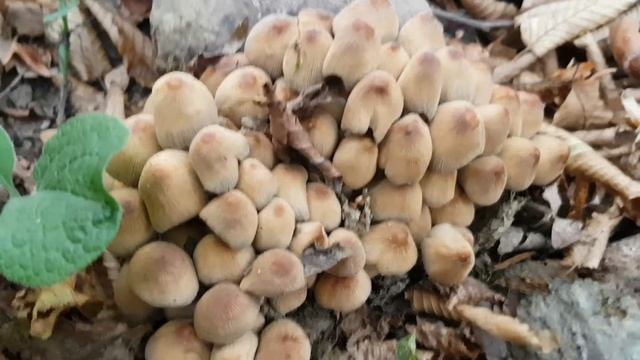 Навозничек ивовый | Жизнь на Юге смотреть онлайн