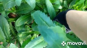 Ромашка садовая многолетняя. Уход. Пасынковка.