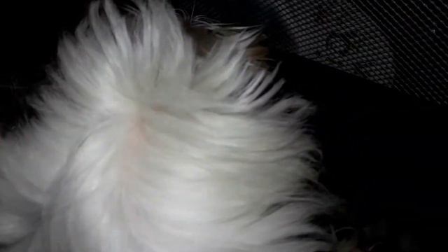 Mis bebes jugando con mis perritos Cariñosos y tiernos asi son los cachorros de raza Maltés смотреть онлайн