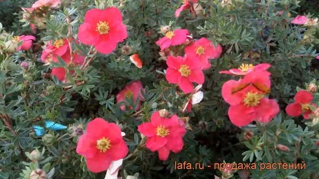 Лапчатка кустарниковая Данни Бой ? обзор: как сажать, саженцы лапчатки Данни Бой