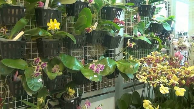 Выставка орхидей в Бангкоке. Orchid Show in Bangkok смотреть онлайн