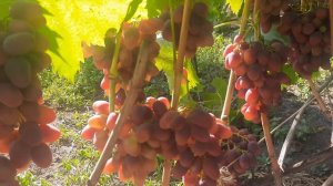 Арочный  Пригоден ли этот виноград для арки