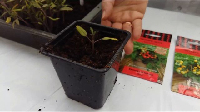 Стройка Провалов