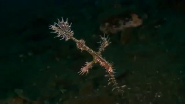 Очарование Кораллового моря 8 смотреть онлайн