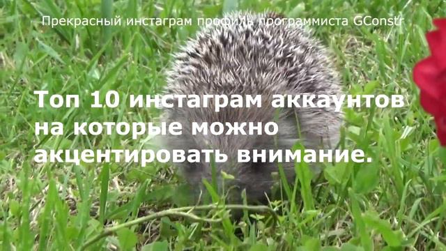 Прекрасный инстаграм профиль программиста GConstr смотреть онлайн