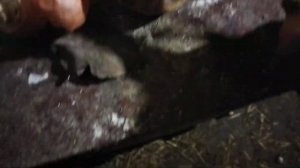 Как давать сою или соевый шрот ?