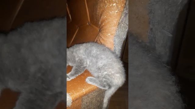 Котята едят куриные шеи.?? смотреть онлайн