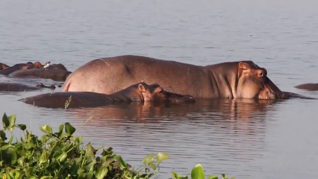 4K African Wildlife: Virunga National Park - Scenic Wildlife Music With Real Sounds смотреть онлайн
